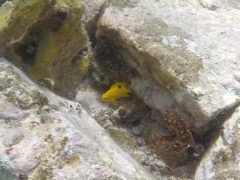 Threespot Damselfish Juvenile (1.5