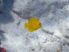 Blue Tang Baby 1