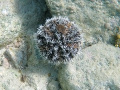 West Indian Sea Egg 4