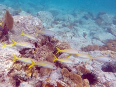 Yellowtail Snapper Juvenile (6