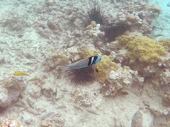 Bluehead Wrasse 4