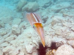 Caribbean Reef Squid 6