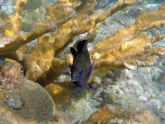 Cocoa Damselfish 3