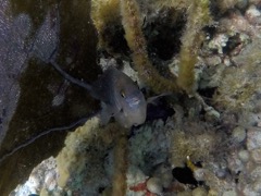 Cocoa Damselfish 3