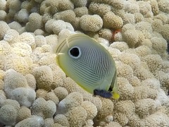 Cymothoid Isopod on a Foureye Butterflyfish