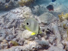 Foureye Butterflyfish 2