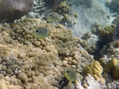 Foureye Butterflyfish 2