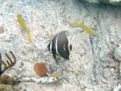 Gray Angelfish Intermediate