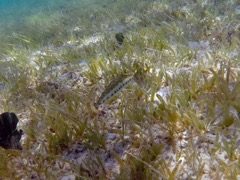 Bandtail Puffer 2