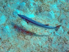 Great Barracuda (4.5')