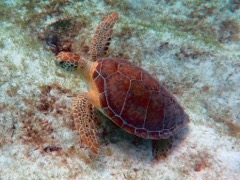 Green Sea Turtle