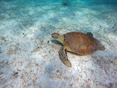 Green Sea Turtle