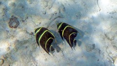 Grey Angelfish Intemediate