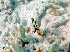 Grey Angelfish Juvenile