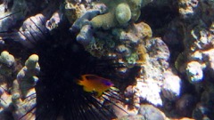 Longfin Damselfish Juvenile 1