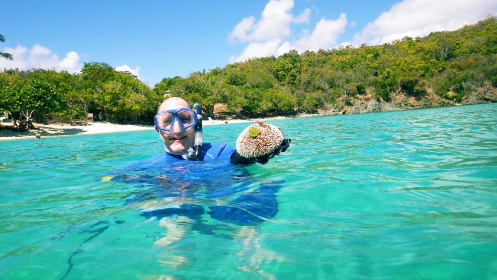 West Indian Sea Egg 