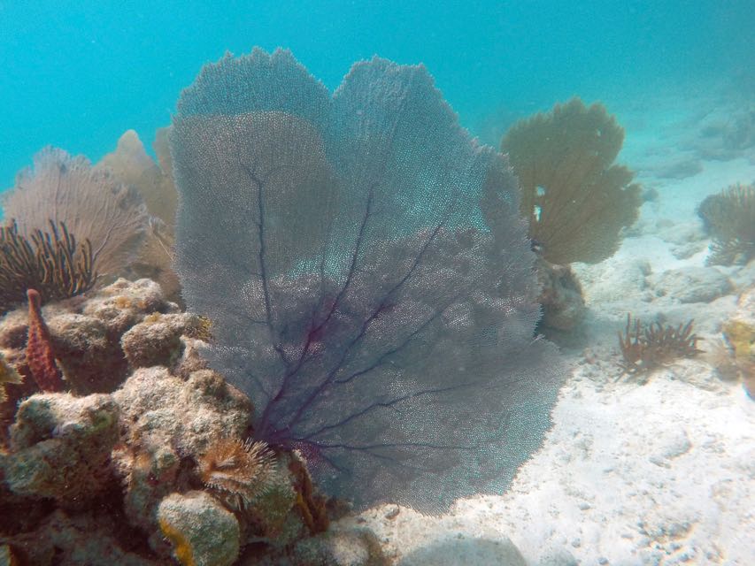 Hawks Nest Bay Common Sea Fan