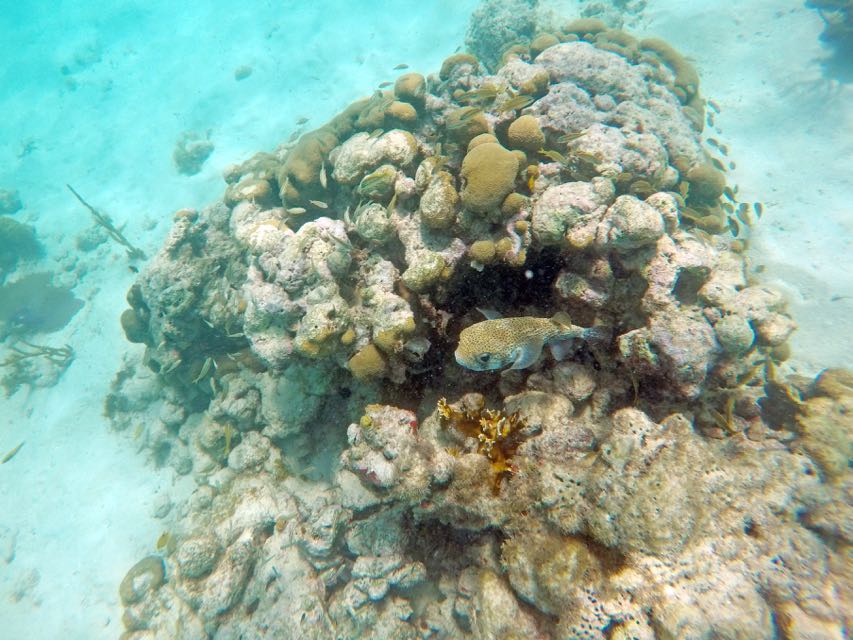 Hawks Nest Bay Coral Head