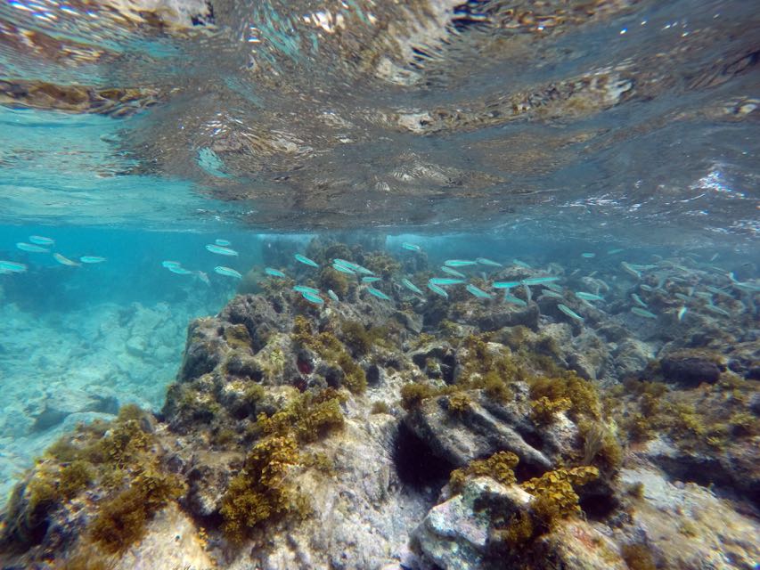 Hawksnest Bay Silversides