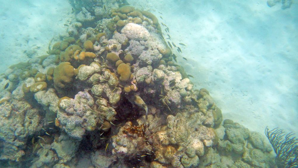 Hawksnest Reef