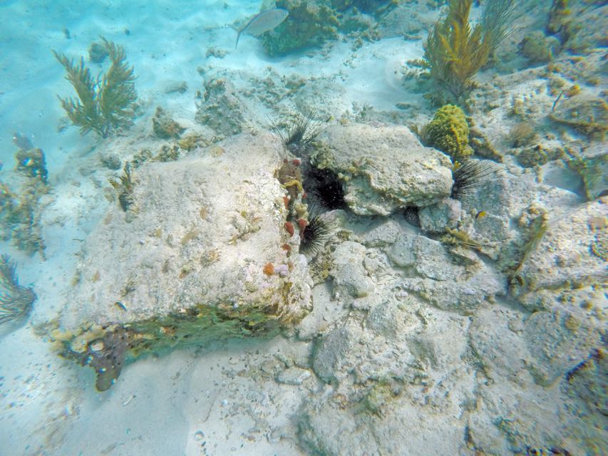 Littel Caneel Spotted Moray Eel (4'?)