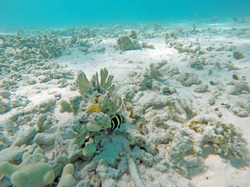 Scott Beach Grey Angelfish Juvenile