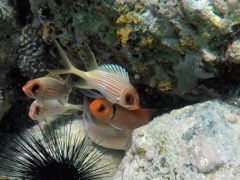  Caneel Bay Longspine Squirrelfish & Blackbar Soldierfish