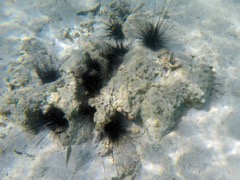 Caneel Bay Peakock Flounder (Can you see it?)