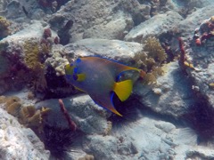 Caneel right side Queen Angelfish