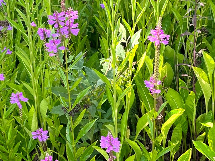 Lions Hearts plant