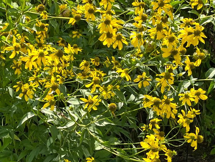 Cutleaf Coneflower