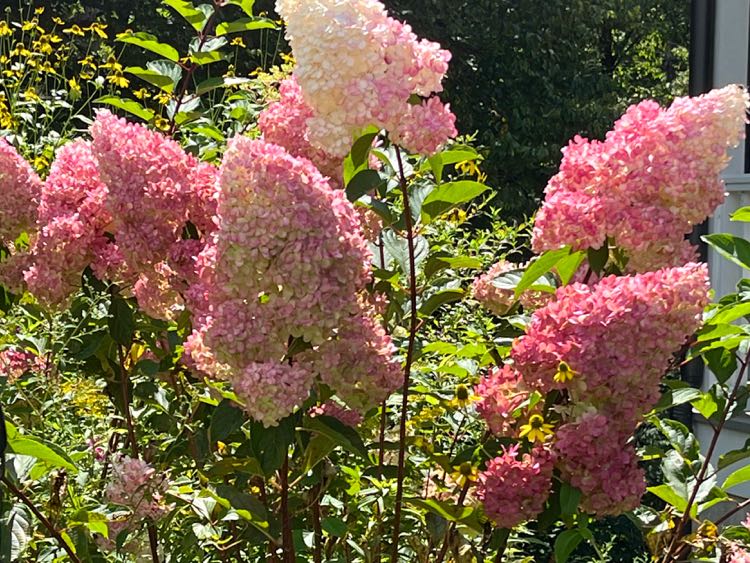 Panicle hydrangea