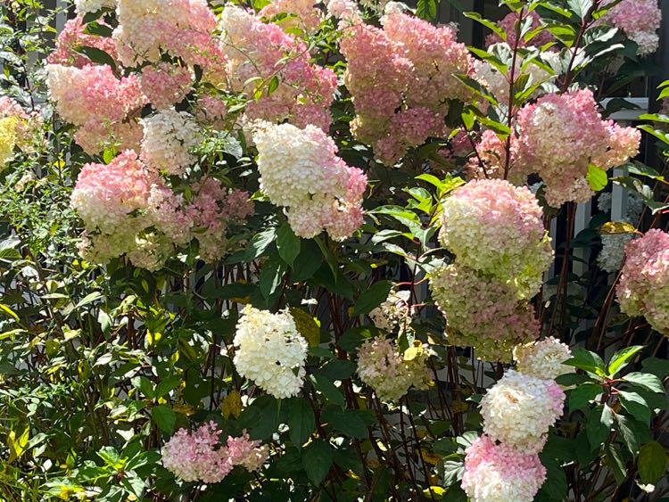 Panicle hydrangea