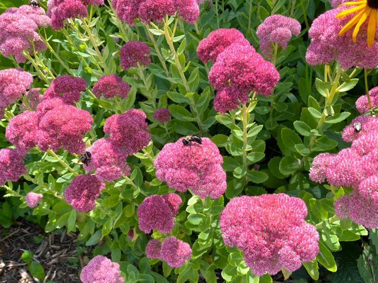 Garden Stonecrop