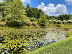 The entrance lily pond