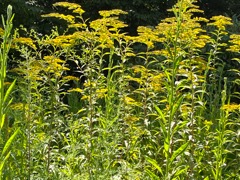 Giant Goldenrod