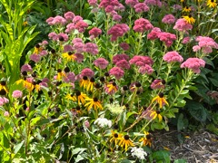 Black-Eyed Susans & Garden Stonecrop