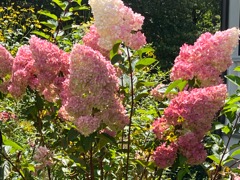 Panicle hydrangea