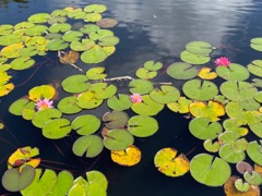 American White Water Lily