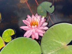 American White Water Lily