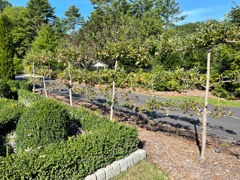 Paradise Apples managed as a fence!