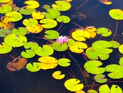 American White Water Lily