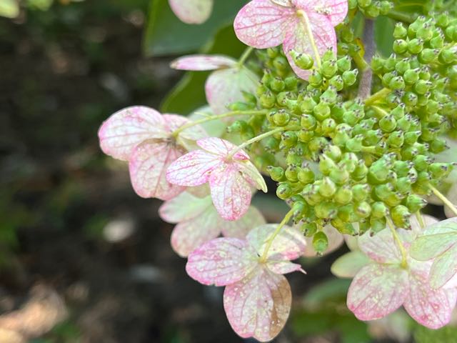 Panicle hydtangea