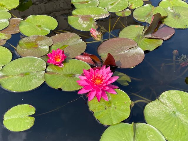 America white water lilly