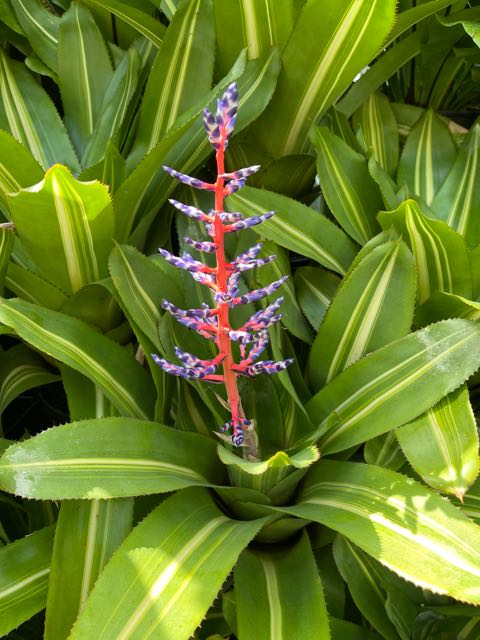 Blushing Bromeliad