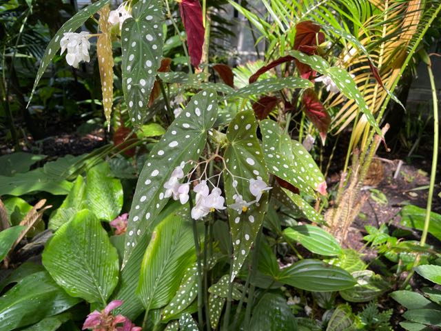 Polka dot begonia