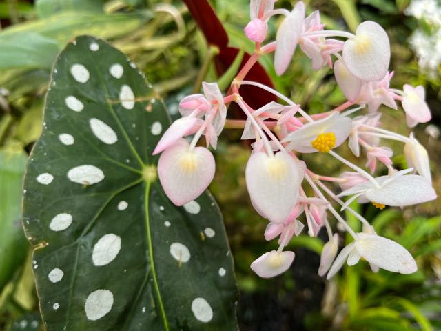 Polka dot begonia