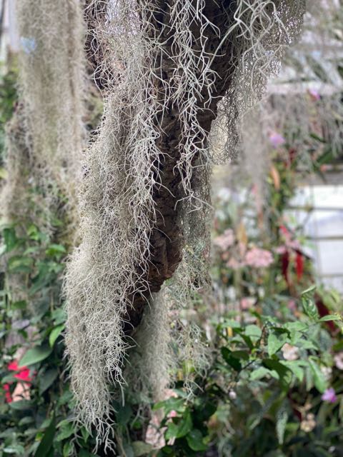 Spanish moss