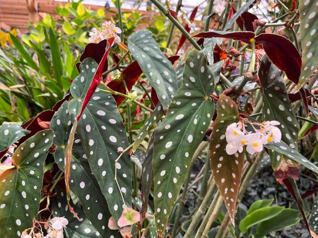 Polka dot begonia