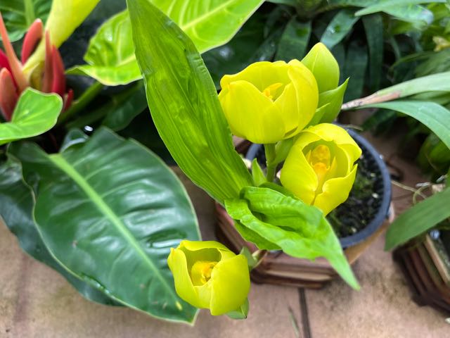 Lesser yellow lady's slipper